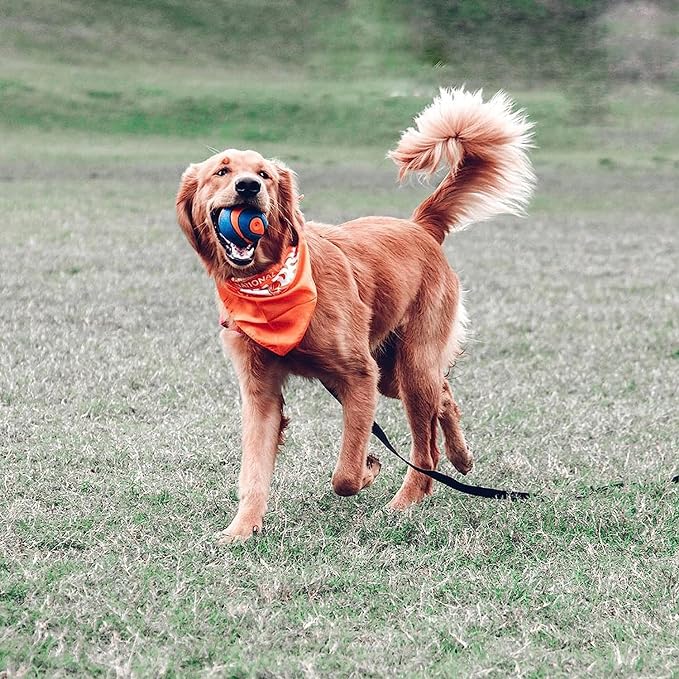 Chuckit Ultra Squeaker Ball Dog Toy