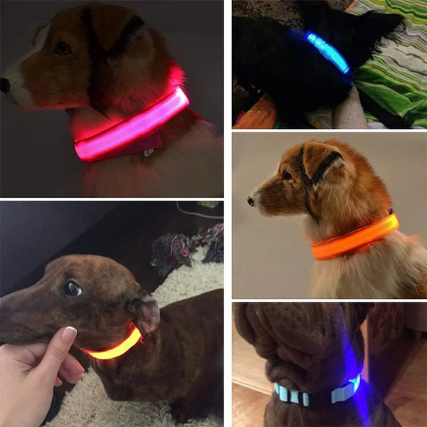 LED DOG COLLAR - USB RECHARGEABLE